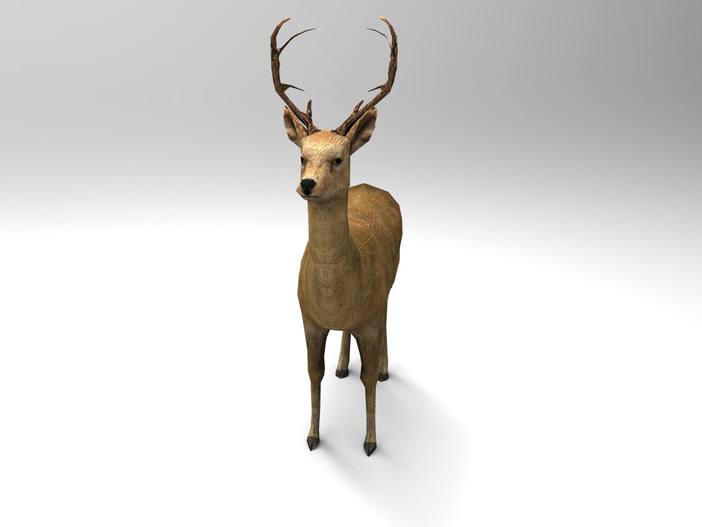 ready 3d model https://p.turbosquid.com/ts-thumb/5d/vcsDr4/3CMIhbzT/deer01.333/jpg/1450251059/1920x1080/fit_q87/9b9f4f33af0cff1f3d6a645425b85b3cc166921c/deer01.333.jpg