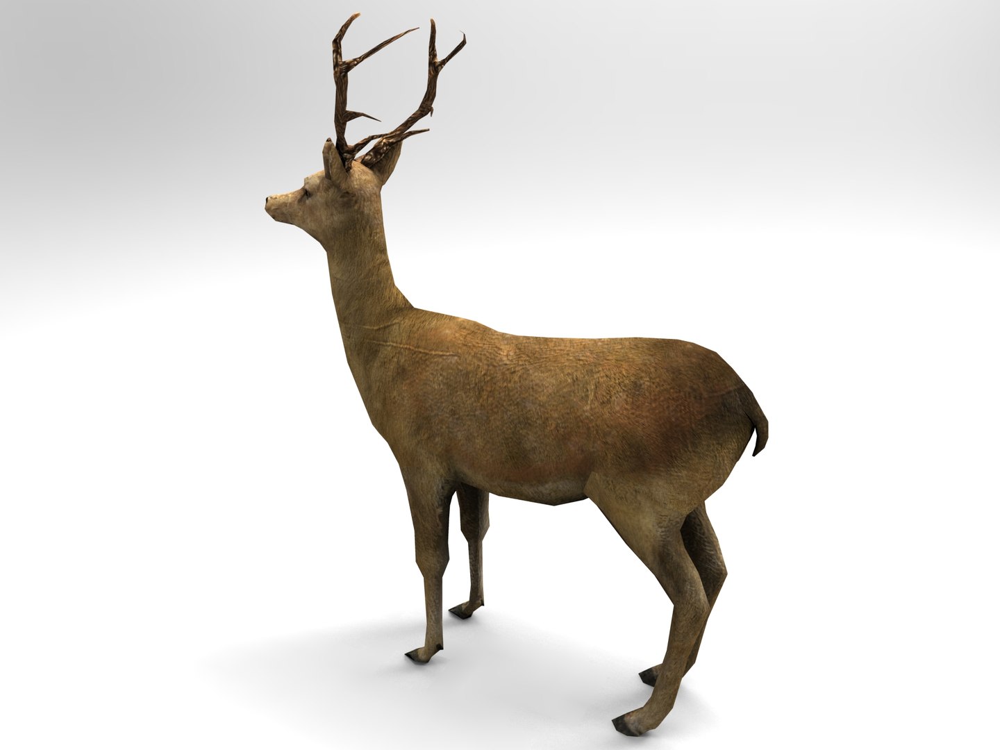 ready 3d model https://p.turbosquid.com/ts-thumb/5d/vcsDr4/H5qgMk7T/deer01.326/jpg/1450251058/1920x1080/fit_q87/229bb7782edd881aa9f062d14cdd08bc705f8255/deer01.326.jpg