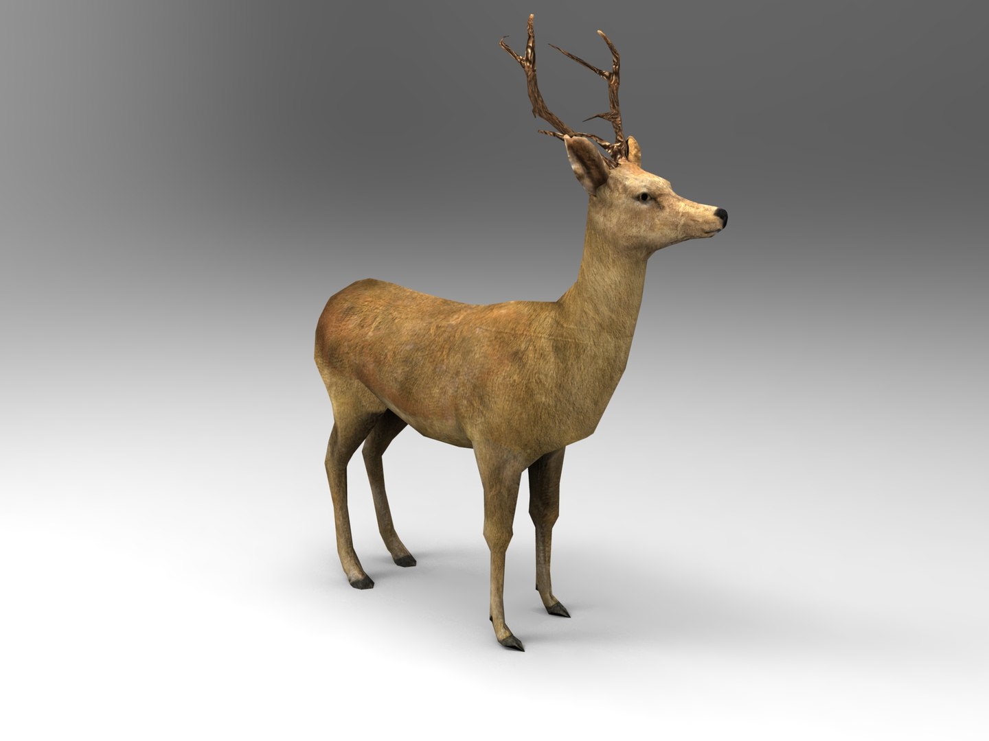 ready 3d model https://p.turbosquid.com/ts-thumb/5d/vcsDr4/bJmo9P6e/deer01.331/jpg/1450251058/1920x1080/fit_q87/8ef7d4a7f1ac53f16c3deaaec8a389d2e3cea5f8/deer01.331.jpg