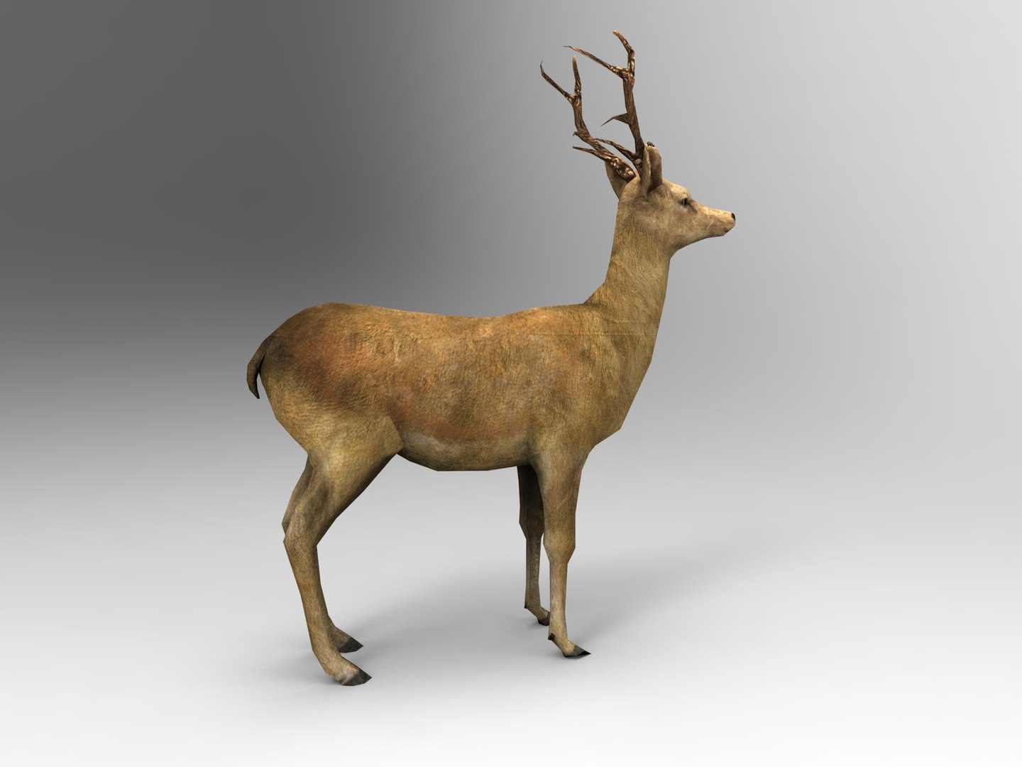 ready 3d model https://p.turbosquid.com/ts-thumb/5d/vcsDr4/y2ltvPM1/deer01.329/jpg/1450251058/1920x1080/fit_q87/72aeb1926b3e8e7e6495f6030177435787dc2971/deer01.329.jpg
