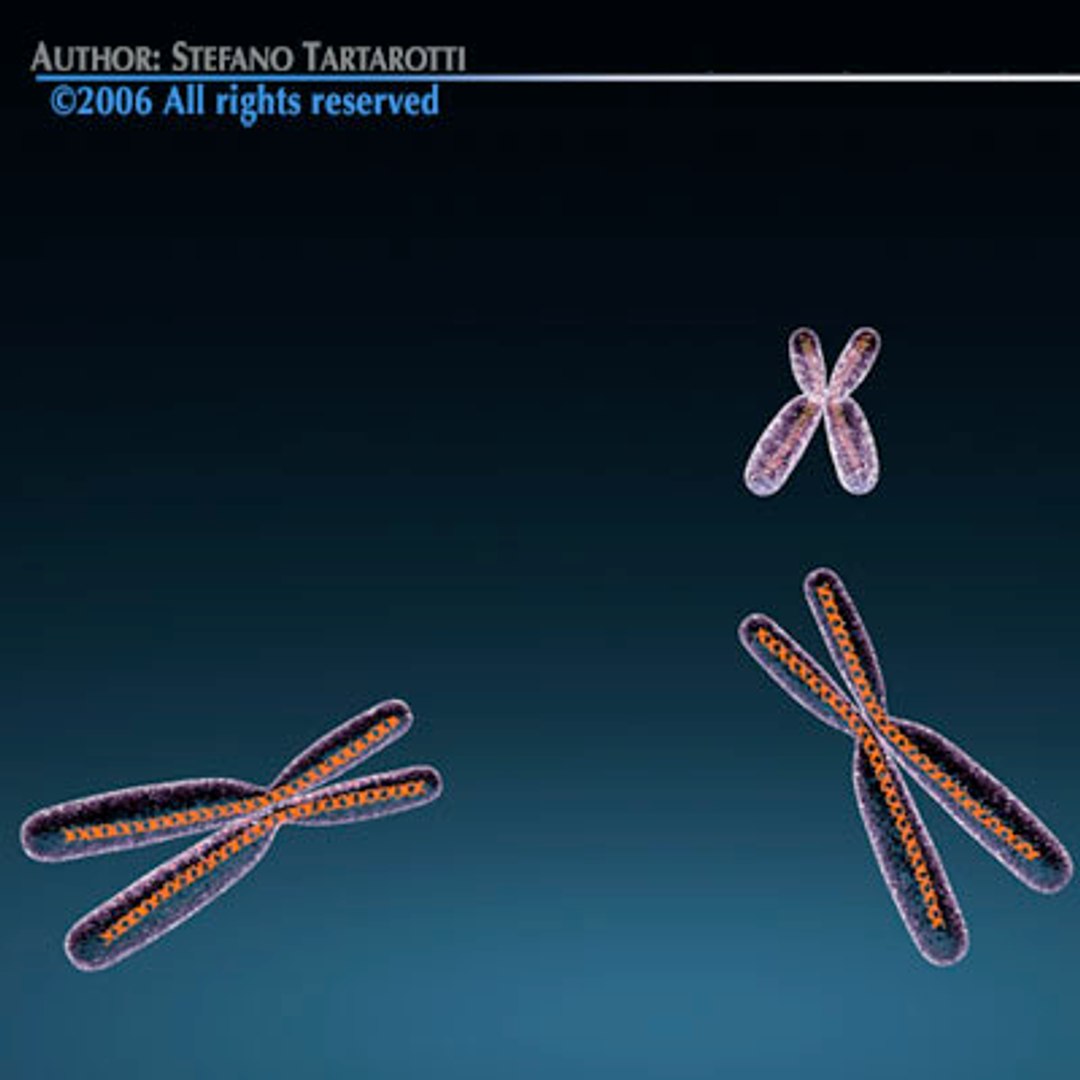 3d Model Chromosome Dna