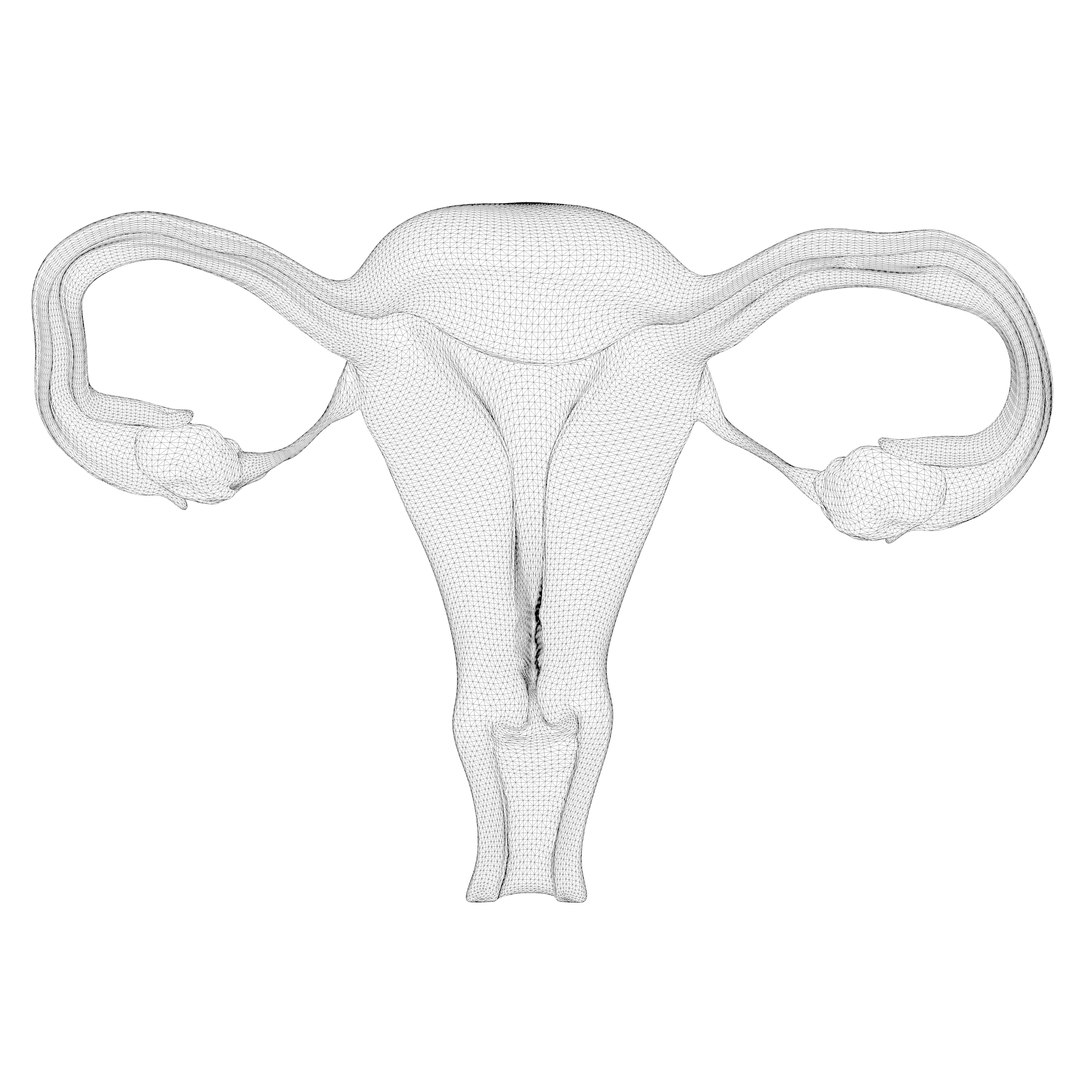 Female Reproductive System 3D Model - TurboSquid 2031690