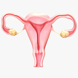 Female Reproductive System 3D model