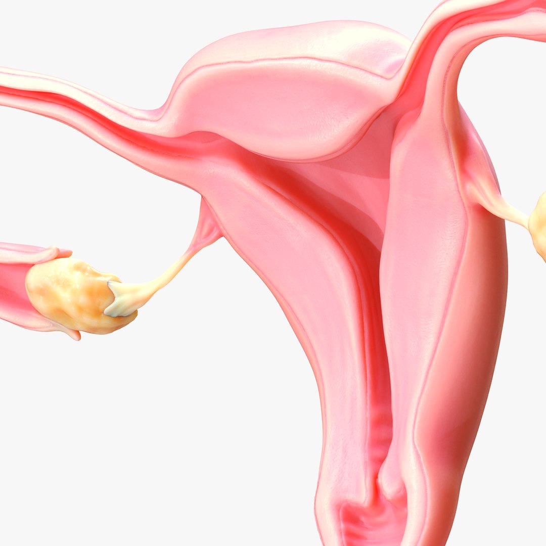 Female Reproductive System 3D Model - TurboSquid 2031690