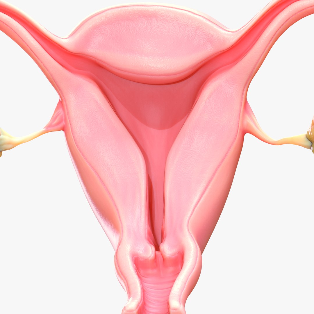 Female Reproductive System 3D Model - TurboSquid 2031690