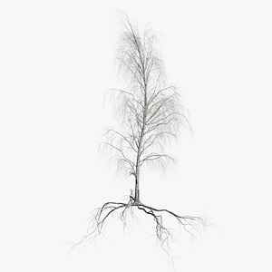birch dry 4 tree 3D model