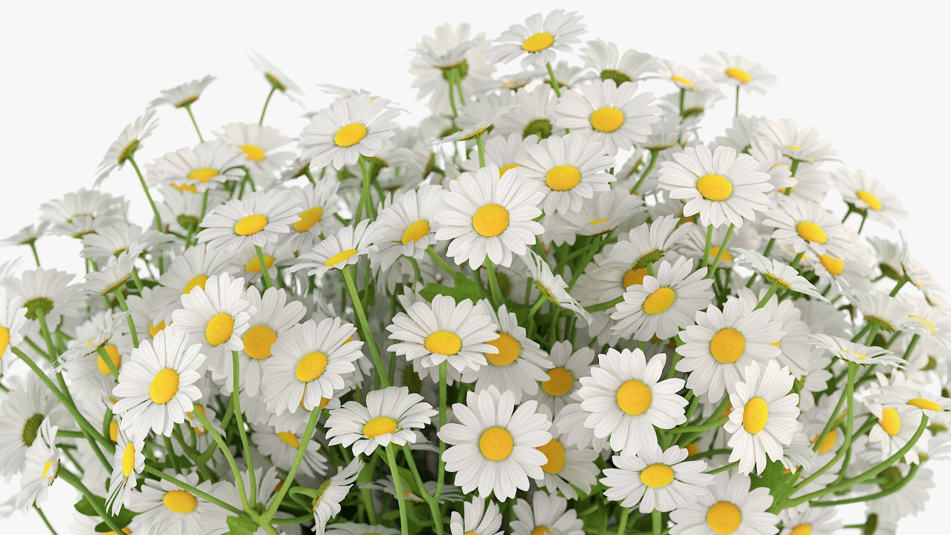 chamomile 3D https://p.turbosquid.com/ts-thumb/5e/TbDtHV/7LlShKbB/4/jpg/1596649064/1920x1080/fit_q87/e15aa6271292206dc5516fd2319b617e0b4cb563/4.jpg