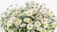 Chamomile 010