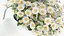 Chamomile 010