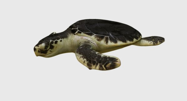 tortoise 3D model