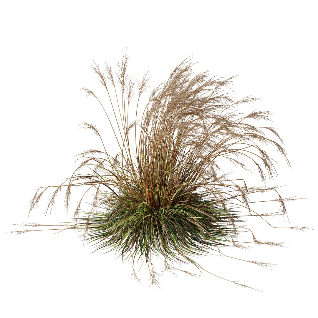 HQ Plants Molinia Caerulea Heidebraut Kleines Pfeifengras Version06 3D https://p.turbosquid.com/ts-thumb/5e/UxIuC8/59/z06/png/1695405427/1920x1080/fit_q87/97e2be6e0ace666fac0bb0ba365c4bb3f686f00f/z06.jpg