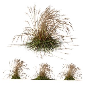 HQ Plants Molinia Caerulea Heidebraut Kleines Pfeifengras Version06 3D