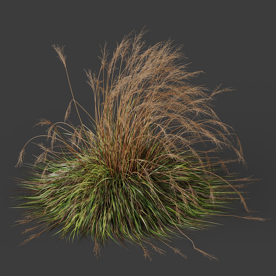 HQ Plants Molinia Caerulea Heidebraut Kleines Pfeifengras Version06 3D https://p.turbosquid.com/ts-thumb/5e/UxIuC8/Dv/z03/png/1695405420/1920x1080/fit_q87/f9157f52a9d93437d09714453b5d17ea02857d28/z03.jpg