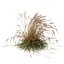 HQ Plantas Molinia Caerulea Heidebraut Kleines Pfeifengras Versão 06