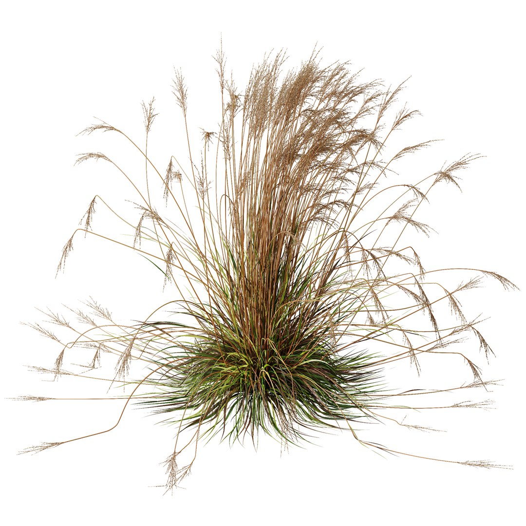 HQ Plants Molinia Caerulea Heidebraut Kleines Pfeifengras Version06 3D https://p.turbosquid.com/ts-thumb/5e/UxIuC8/Hh/z02/png/1695405393/1920x1080/fit_q87/b454ad155b69a464a08feb0da592f2ac200cc157/z02.jpg