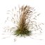 HQ Plantas Molinia Caerulea Heidebraut Kleines Pfeifengras Versão 06