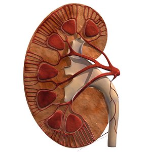 3ds max kidney