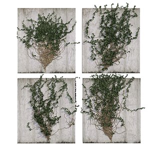 3D plant vol 1003 - Hedera - leaf - fitowall - ivy