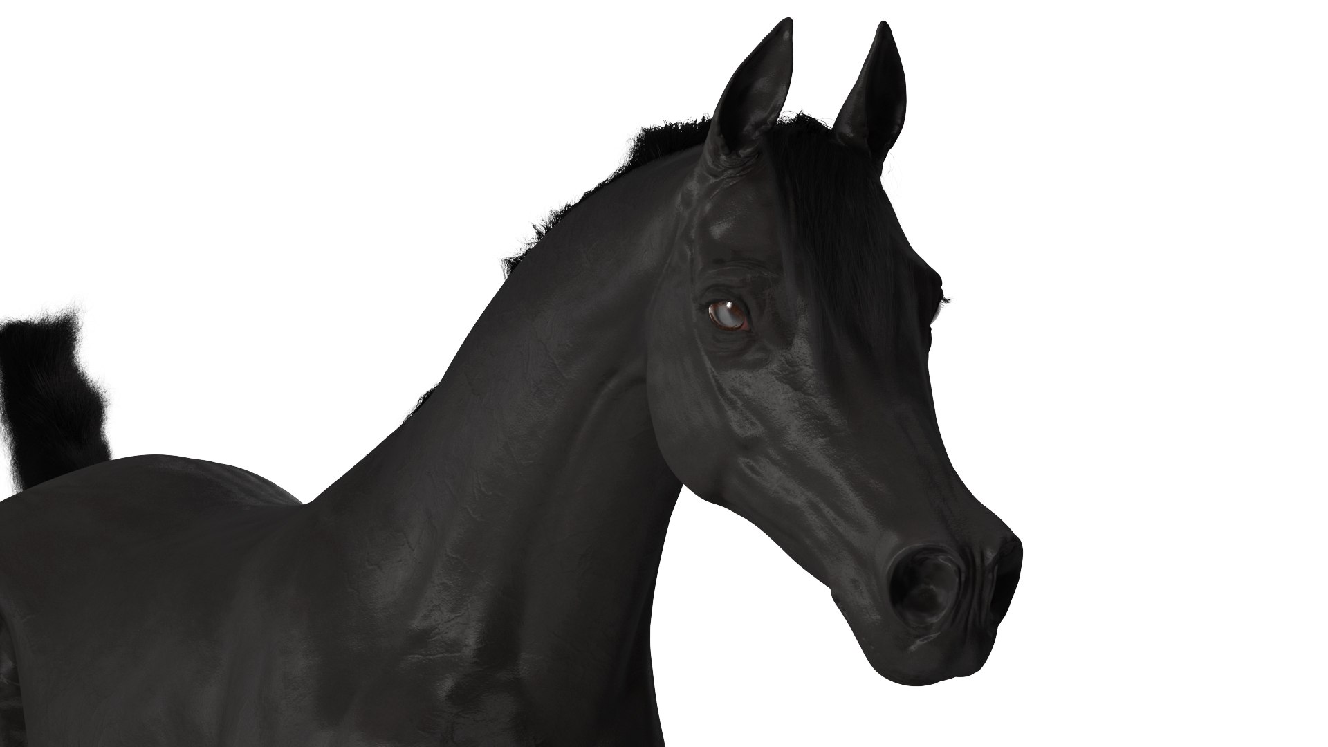 3D Galloping Arabian Horse Black Fur model https://p.turbosquid.com/ts-thumb/5e/lSza6W/8d/gallopingarabianhorseblackfurmb3dmodel007/jpg/1705900493/1920x1080/fit_q87/050cde9ca71bbfd310cfd50a171d423ddd7b0978/gallopingarabianhorseblackfurmb3dmodel007.jpg