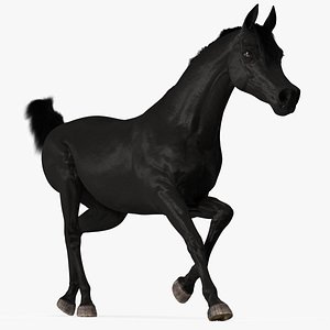 Galloping Arabian Horse Black Fur