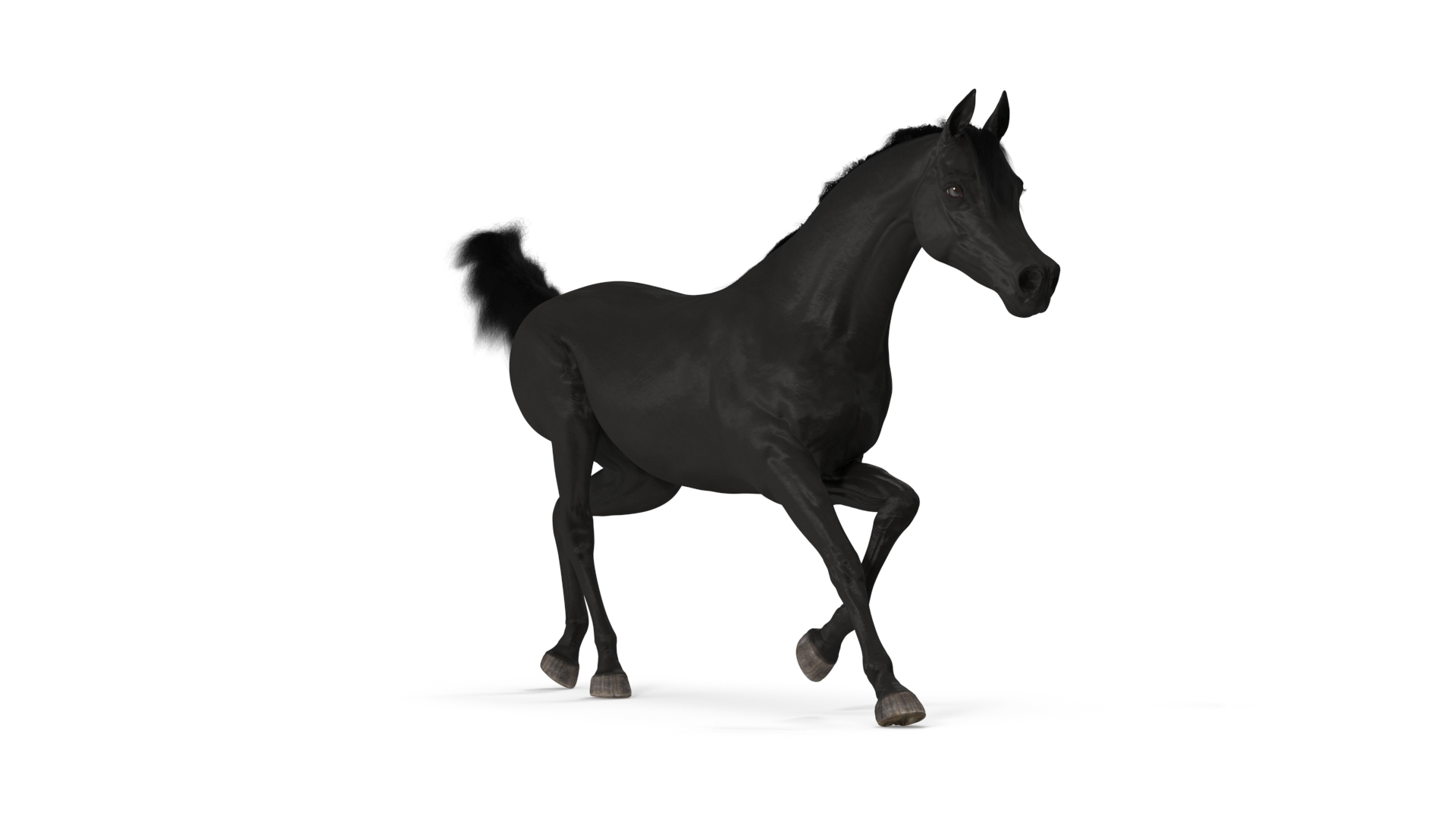 3D Galloping Arabian Horse Black Fur model https://p.turbosquid.com/ts-thumb/5e/lSza6W/eb/galloping_arabian_horse_black_fur_360/jpg/1705899944/1920x1080/turn_fit_q99/8356c23b6d4e2bdf66974205216a40236189787e/galloping_arabian_horse_black_fur_360-1.jpg