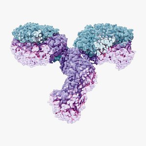 IgG Antibody