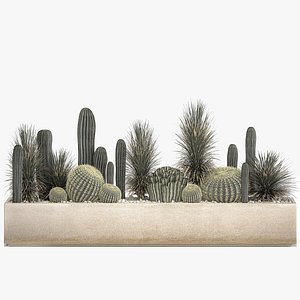 Cactus set in a concrete flowerpot for the interior 1101