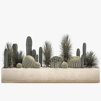 Cactus set in a concrete flowerpot for the interior 1101