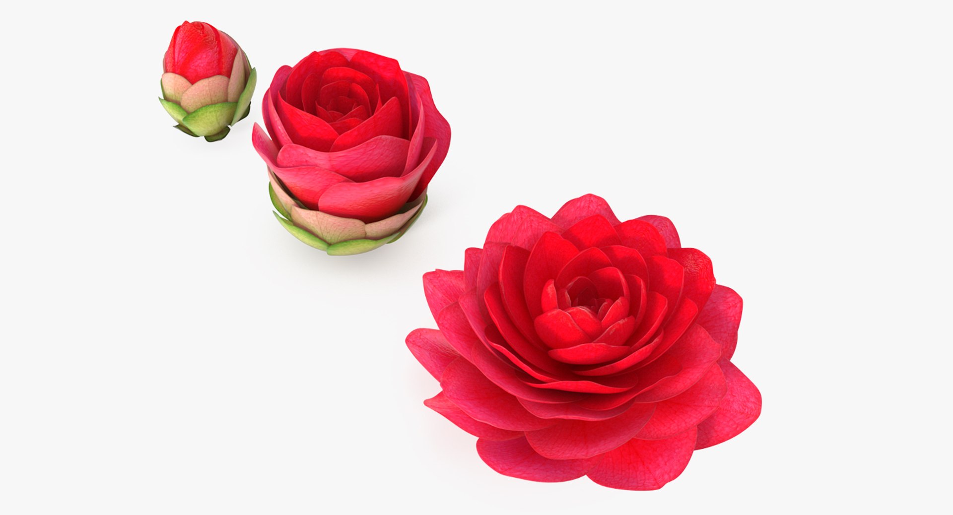 Bud Blossom Evolution 3D model preview