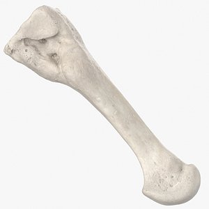 second metatarsal bone 01 model