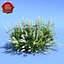 Clethra alnifolia (Hummingbird)