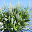 Clethra alnifolia (Hummingbird)