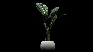 Plant Indoor - Strelitzia Nicolai
