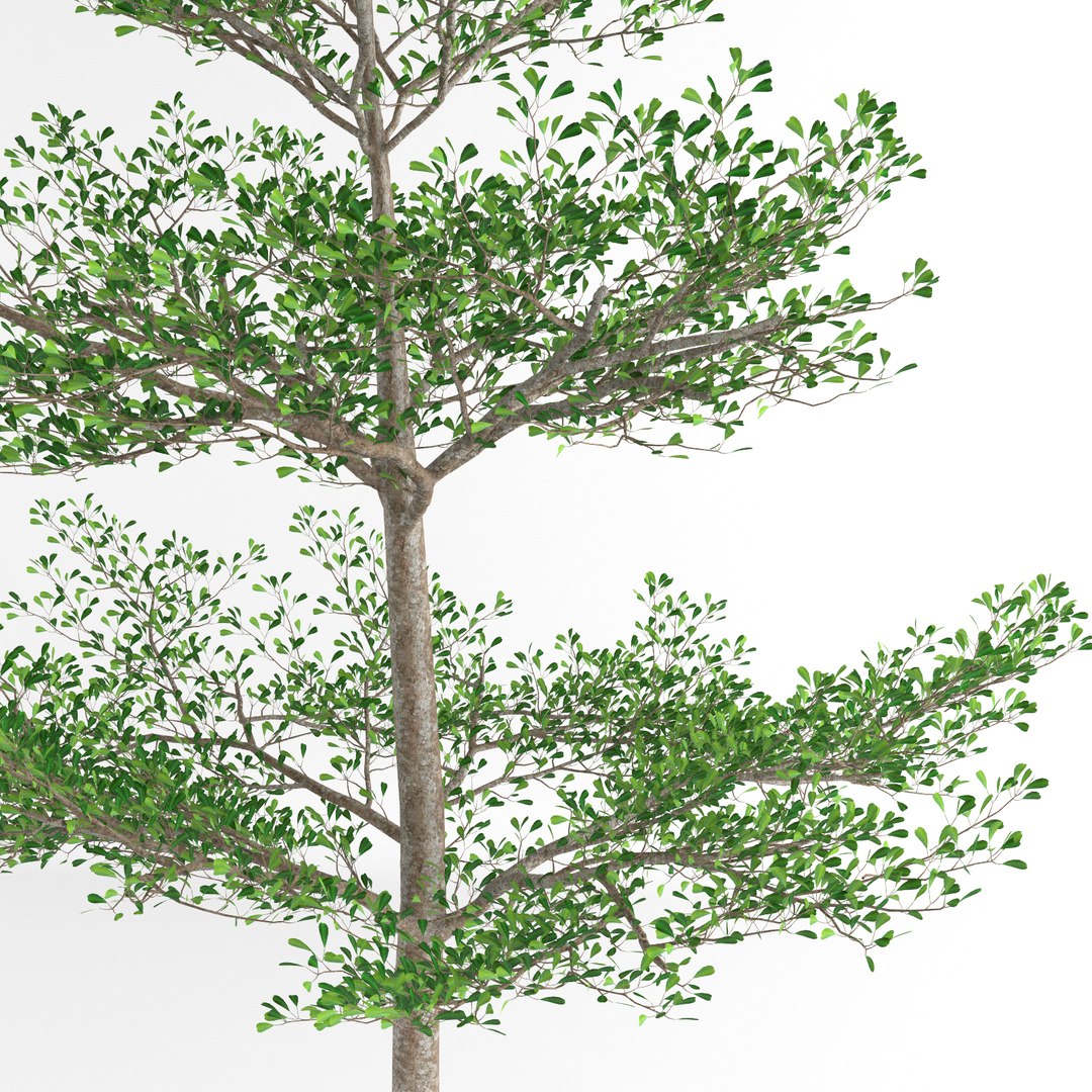 Terminalia Ivorensis Tree 3d Max