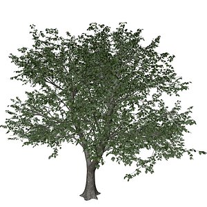 3D Green Ash Tree - 06 -