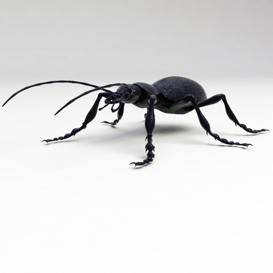 ground beetle max https://p.turbosquid.com/ts-thumb/5f/mlynPj/20oVD0A5/ground_beetle_05/jpg/1315724291/1920x1080/fit_q87/bf9f2cf10be538a6f0da7a960f76d3b890dc9d12/ground_beetle_05.jpg