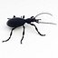 Ground Beetle