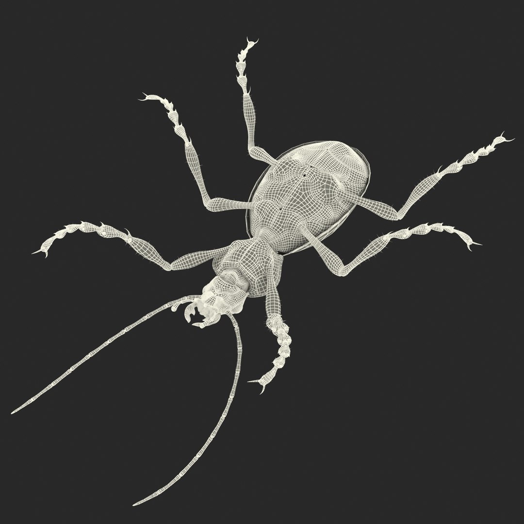 ground beetle max https://p.turbosquid.com/ts-thumb/5f/mlynPj/5FySON0X/ground_beetle_25/jpg/1315724291/1920x1080/fit_q87/d3c320979c51ab359540133b3a8abde78111ddfa/ground_beetle_25.jpg