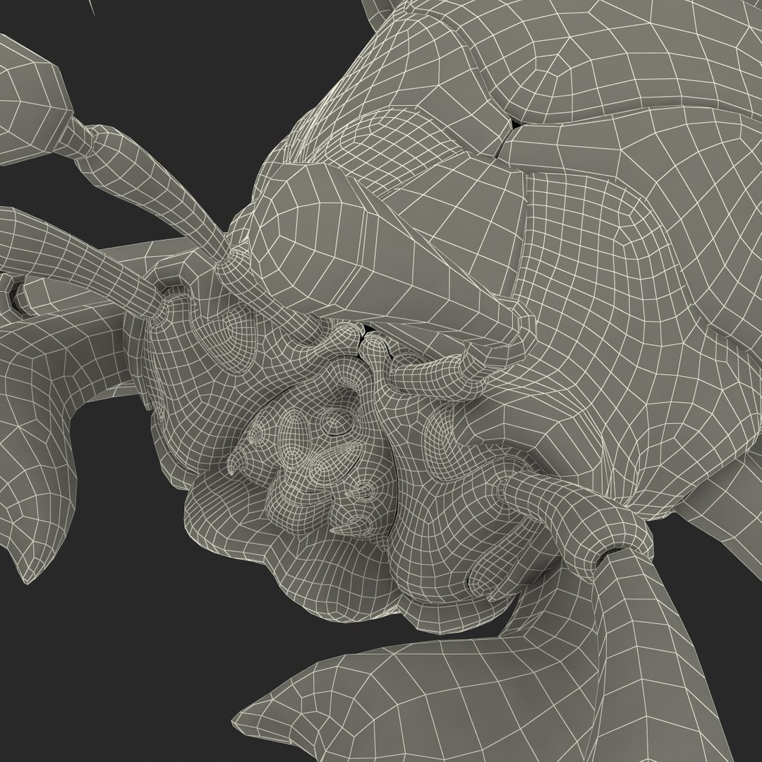 ground beetle max https://p.turbosquid.com/ts-thumb/5f/mlynPj/7tUekDwh/ground_beetle_28/jpg/1315724291/1920x1080/fit_q87/f5ce37661361c07705cb8206acef92e414a5583c/ground_beetle_28.jpg