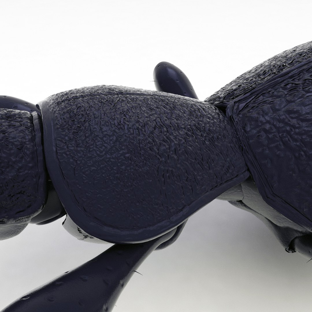 ground beetle max https://p.turbosquid.com/ts-thumb/5f/mlynPj/AmJljscz/ground_beetle_11/jpg/1315724291/1920x1080/fit_q87/8d133c4771902f00d24b249800128bd2c73016f8/ground_beetle_11.jpg