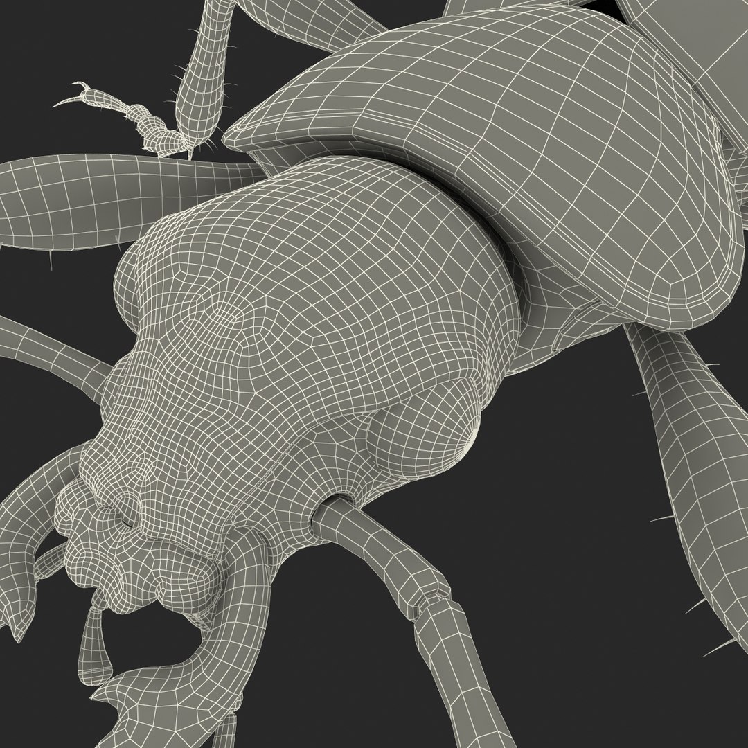 ground beetle max https://p.turbosquid.com/ts-thumb/5f/mlynPj/Bme6EqLS/ground_beetle_24/jpg/1315724291/1920x1080/fit_q87/640ed468458db8d9bb31b09136afd42a17b23db3/ground_beetle_24.jpg