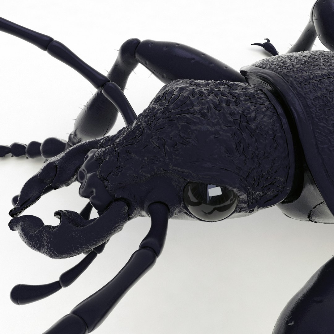 ground beetle max https://p.turbosquid.com/ts-thumb/5f/mlynPj/CWfs4dtC/ground_beetle_10/jpg/1315724291/1920x1080/fit_q87/9b00c9b09c658e90abe15a699813e73b9d0ed59e/ground_beetle_10.jpg