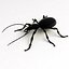 Ground Beetle