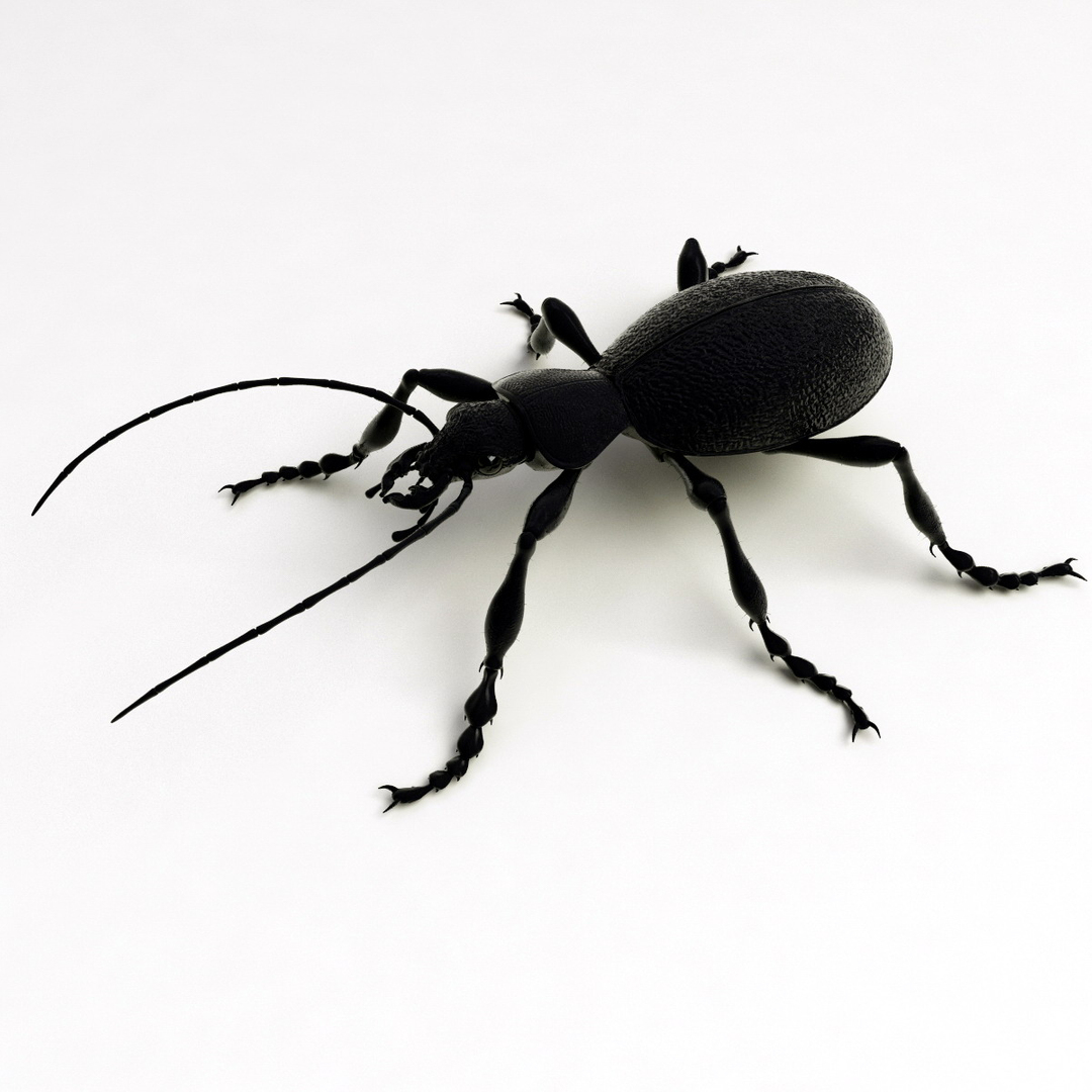 ground beetle in house