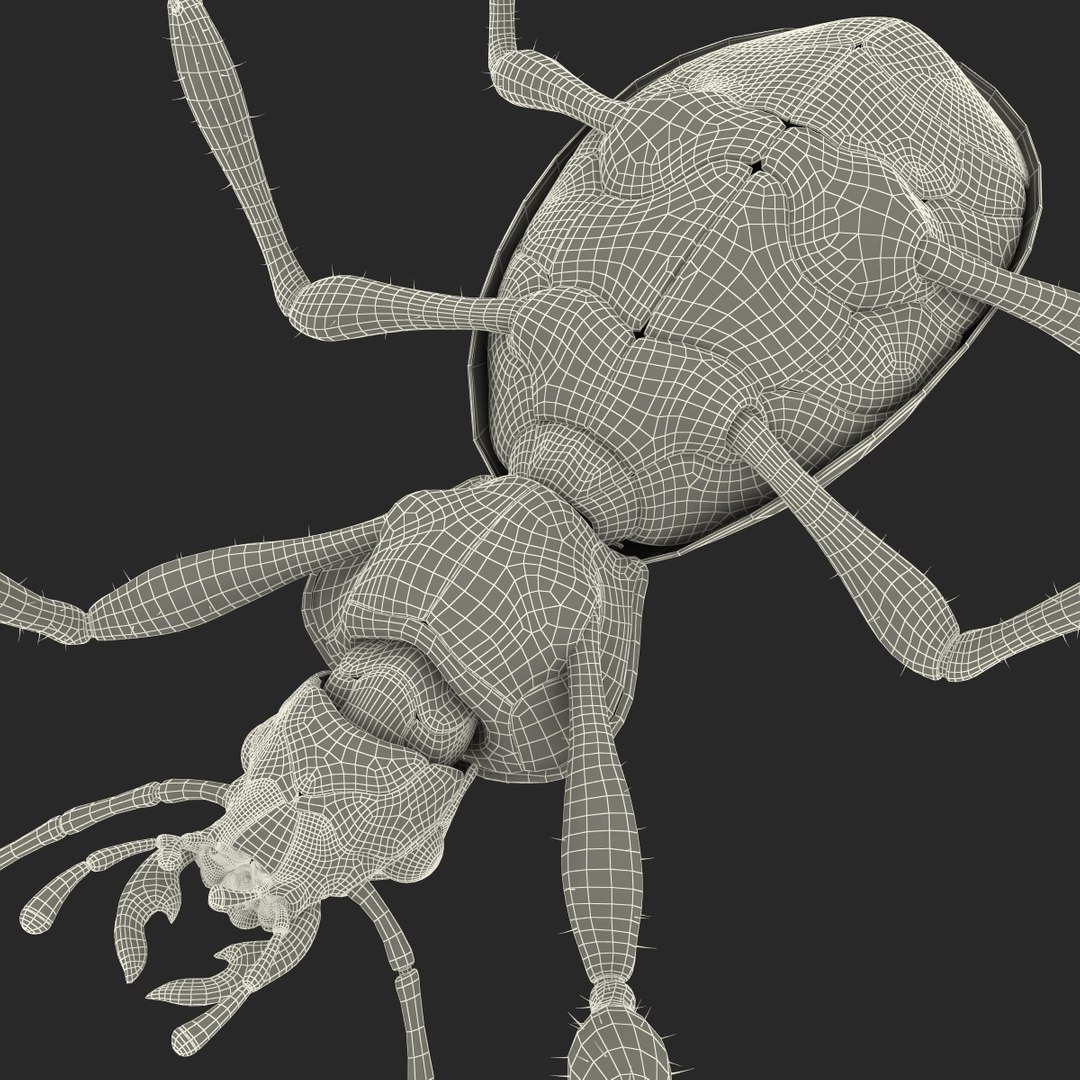 ground beetle max https://p.turbosquid.com/ts-thumb/5f/mlynPj/GKXfD4HO/ground_beetle_26/jpg/1315724291/1920x1080/fit_q87/84ca119b5988ad250728813bd219d676999feb8b/ground_beetle_26.jpg