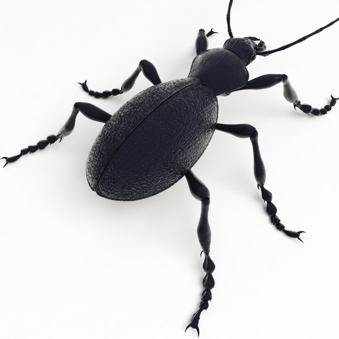 ground beetle max https://p.turbosquid.com/ts-thumb/5f/mlynPj/KC2OmJ9a/ground_beetle_03/jpg/1315724291/1920x1080/fit_q87/0ddef6025fa540e2106877922aa2cc781323984c/ground_beetle_03.jpg
