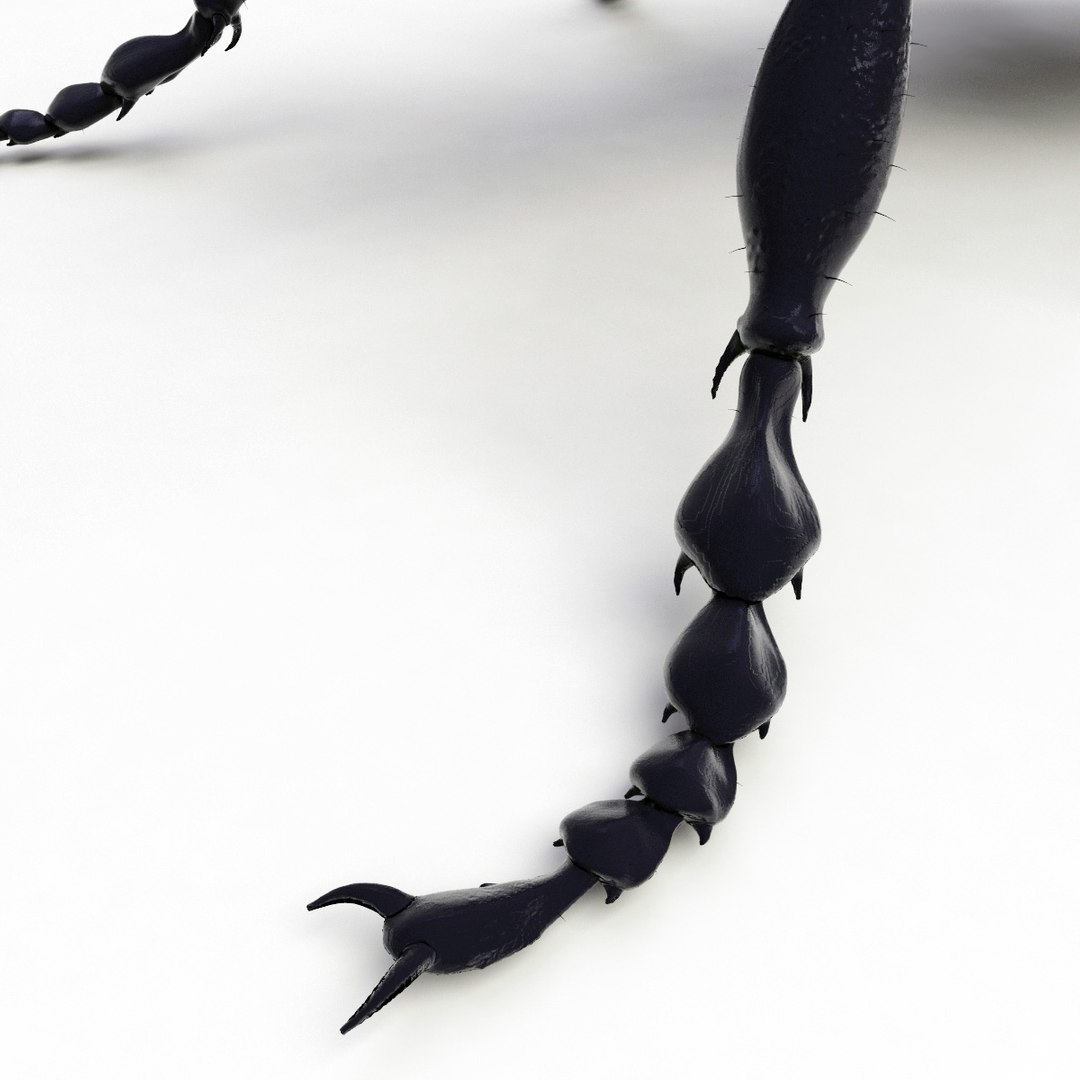 ground beetle max https://p.turbosquid.com/ts-thumb/5f/mlynPj/MQ3qLnUS/ground_beetle_08/jpg/1315724291/1920x1080/fit_q87/481d7a12a8d6c2d5dab6fb15fb46cf3c3230413f/ground_beetle_08.jpg