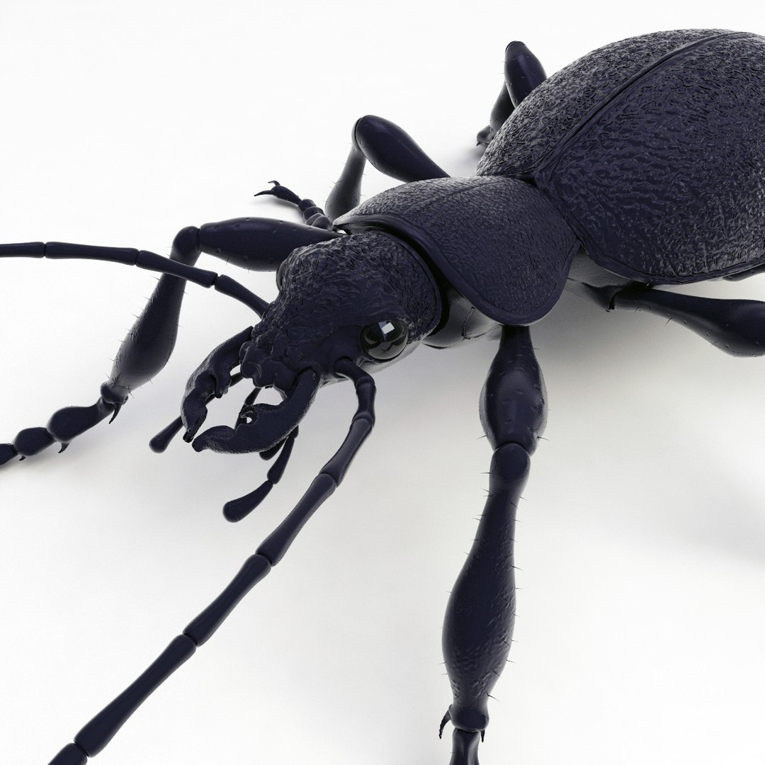 ground beetle max https://p.turbosquid.com/ts-thumb/5f/mlynPj/OOKaJfLF/ground_beetle_06/jpg/1315724291/1920x1080/fit_q87/a6bb7a932c89c60de26e51189c082924d30b46c8/ground_beetle_06.jpg