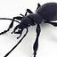 Ground Beetle