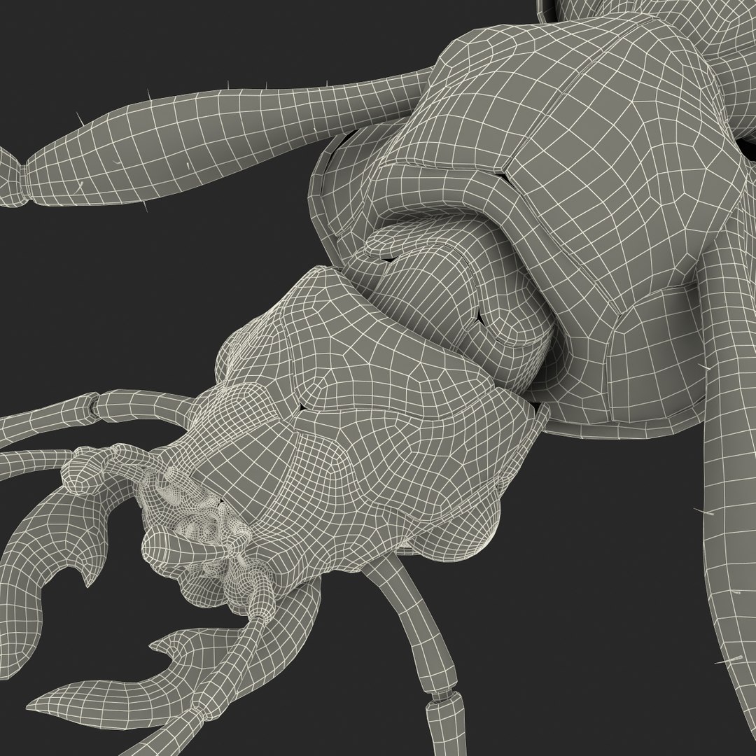 ground beetle max https://p.turbosquid.com/ts-thumb/5f/mlynPj/TcCGMLdO/ground_beetle_27/jpg/1315724291/1920x1080/fit_q87/0f43c18ca3f6b4b8e7ac5a24e6bbdb0e66a51685/ground_beetle_27.jpg